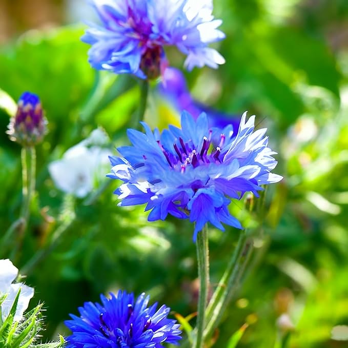 Cornflower Seeds for Planting, 3000+ Mix Centaurea Flower Seed, Non-GMO Heirloom Cornflower Seed for Garden Home Outdoor