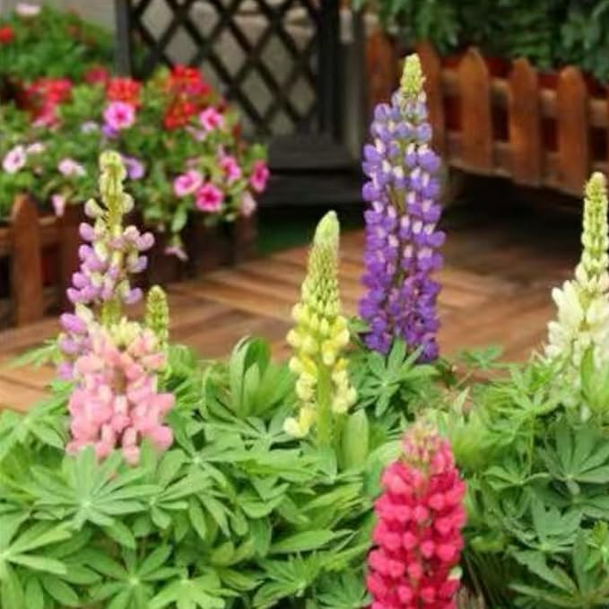 100 Lupine Flower Seeds – Colorful Perennial Blooms for Borders and Pollinator Gardens, Non-GMO and Easy to Grow