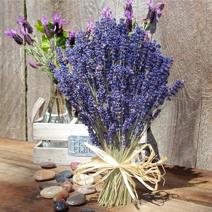 4005+ Mix Lavender Seeds for Planting - Delphinium Flower Seeds Non GMO Heirloom -Larkspur Seed Deer Resistant Wildflower Flower for Garden Outdoor