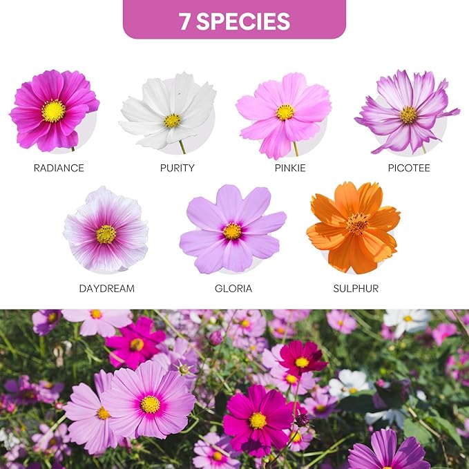 7 Varieties Cosmos Seeds Mix, 1 Ounce Over 5000+ Crazy Blend Cosmo Flowers Seed for Planting, Open Pollinated, Non-Gmo, Heirloom (Daydream, Gloria, Picotee, Purity, Radiance, Pinkie, Sulphur)