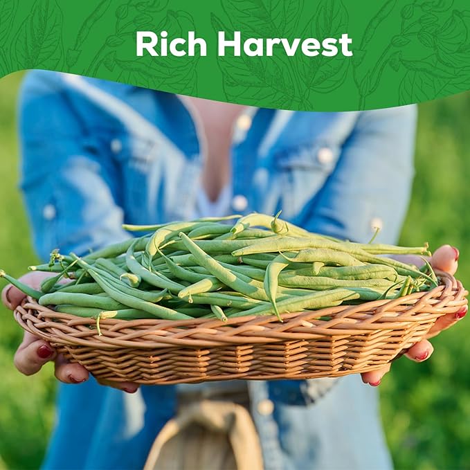 Contender Bush Bean Seeds - 45 Heirloom, Non-GMO Seeds - High Yield Stringless Green Bean for Home Vegetable Garden, Containers