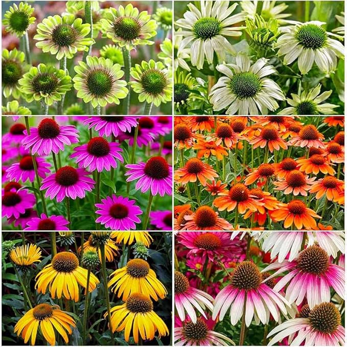 2100+ Mix Echinacea ConeFlower Seeds for Planting-Non-GMO Heirloom Plant Seeds Garden Outdoor-Colored Blooms