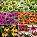 2100+ Mix Echinacea ConeFlower Seeds for Planting-Non-GMO Heirloom Plant Seeds Garden Outdoor-Colored Blooms