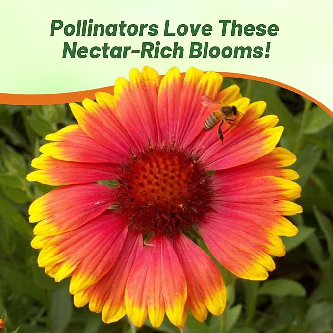 Outsidepride Gaillardia Aristata Red Blanket Flower Seeds for Planting - 1000 Pcs Perennial Wildflower Seeds, Drought-Tolerant for Xeriscaping, Borders, Pollinator Gardens, or Wildflower Mixes