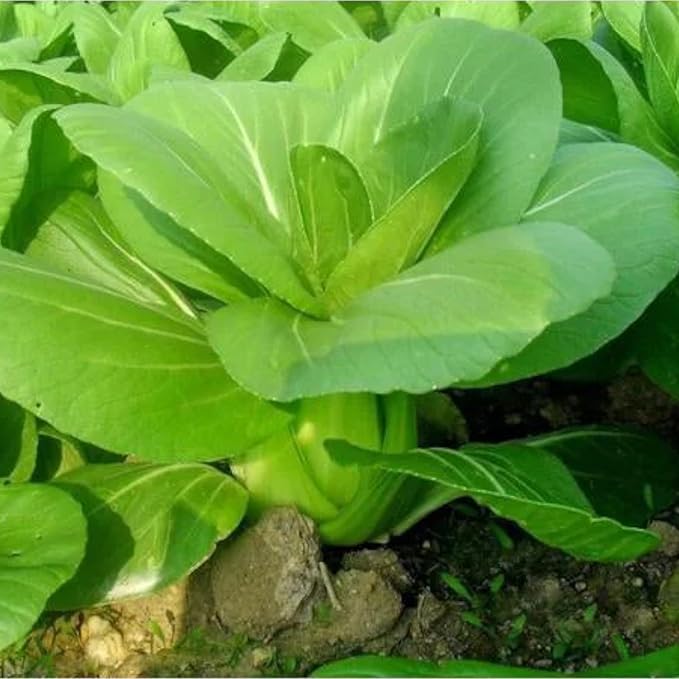 ZEshops Chinese Cabbage Seeds for Planting – 1000 Seeds Fast Growing Leafy Vegetable Seeds for Outdoor Garden or Containers, Easy to Grow Home Garden Seeds