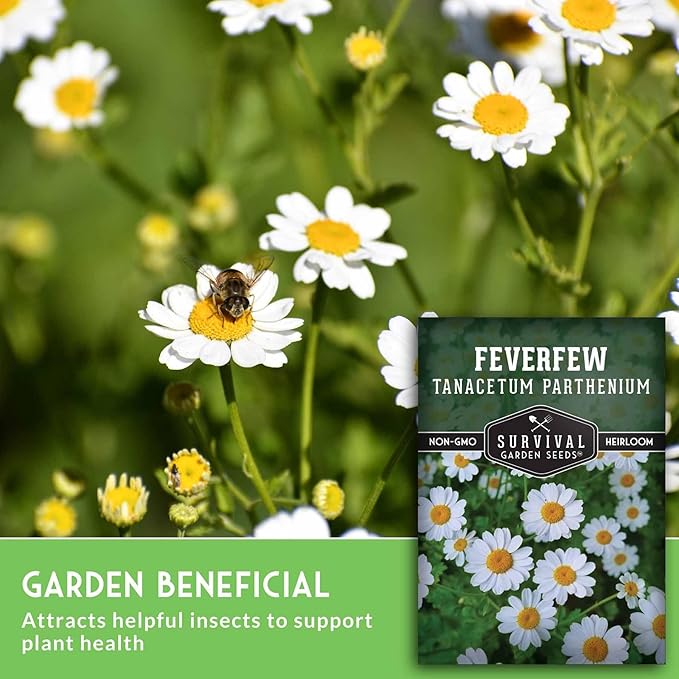 Feverfew Seeds for Planting - Perennial Daisy-Like Flower Herb, Pollinator Friendly Garden, Easy to Grow Traditional Herb - Heirloom Non-GMO Open Pollinated - Survival Garden Seeds (2 Pack)