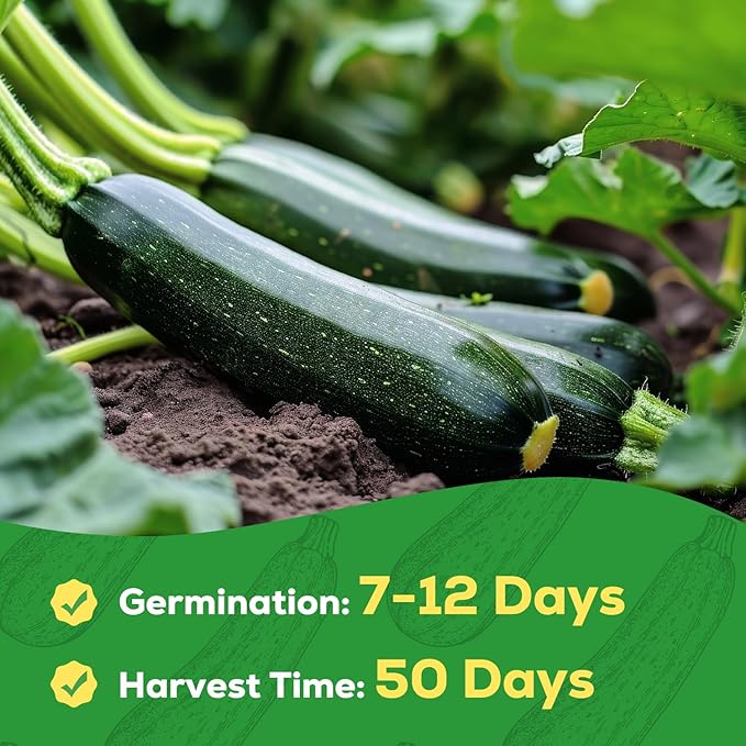 Zucchini Seeds for Planting - 45 Black Beauty Summer Squash Seeds - Non-GMO, Heirloom Vegetable Seed Packet for Home Garden, Hydroponic, Indoor/Outdoor