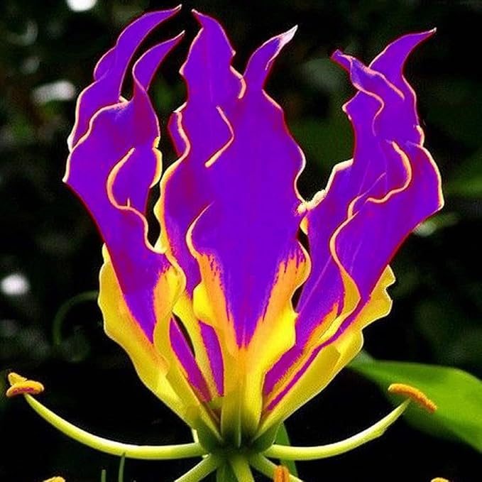 30+Rare Flame Lily Flower Seeds for Planting Outdoor Pollinator Friendly