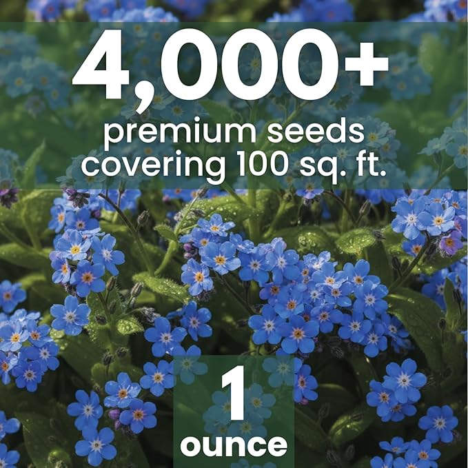 Chinese Forget Me Not – 4,000 Seeds for Planting – 2026 Season – 1 Ounce Pouch