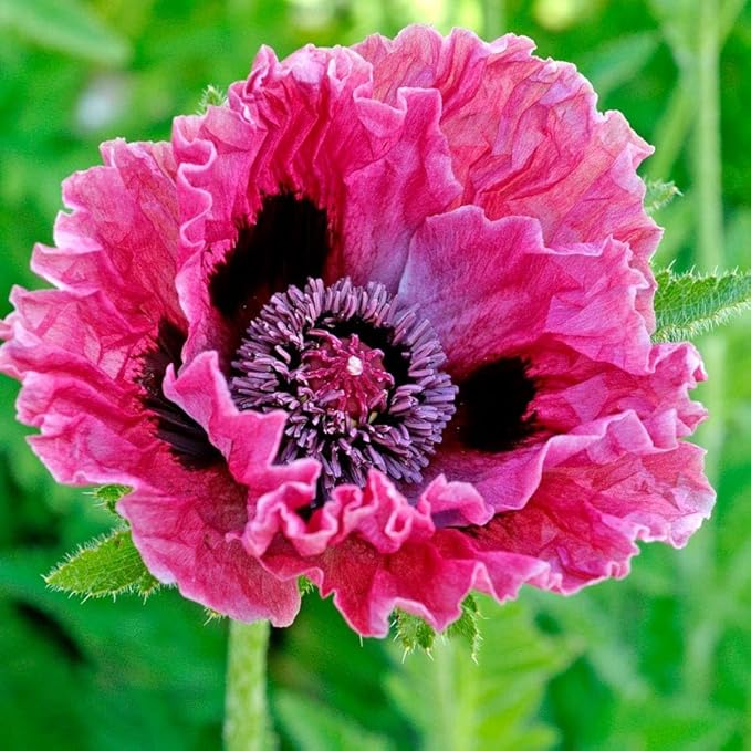 1010+ Perennial Mixed Poppy Flower Seeds for Planting Outdoors-Poppy Seeds Attracts Bees&Butterflies Fragrant Butterfly