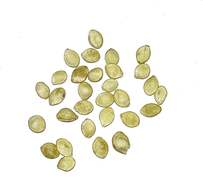 Seed Needs, Delicata Squash Seeds - 25 Heirloom Seeds for Planting Cucurbita Pepo - Winter Squash to Plant an Outdoor Garden, Non-GMO & Untreated (1 Pack)