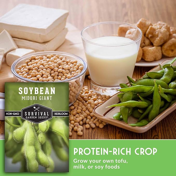 Midori Giant Soybean Seeds for Planting - Grow Protein-Rich Edamame Pods in Your Home Vegetable Garden - Non-GMO Heirloom Soy Bean - Survival Garden Seeds (2 Packs)