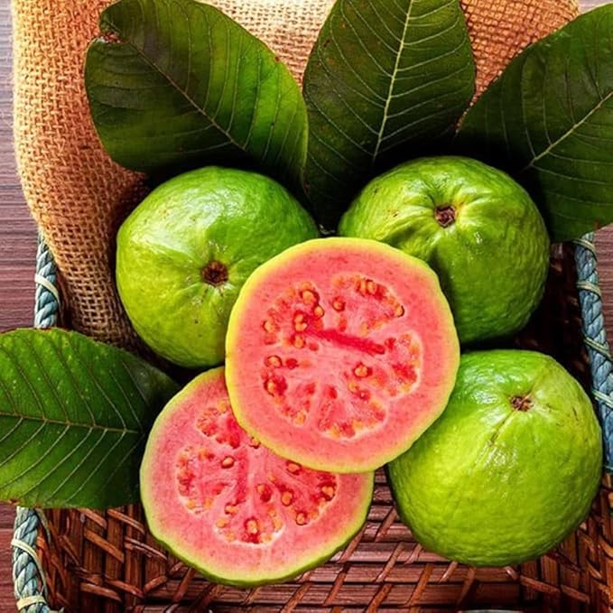 100+ Organic Pink Guava Seeds for Planting,Psidium Guajava Seeds Non-GMO Heirloom,Tropical Fruit Seed Vitamin C Rich Exotic and Delicious Fruits for Garden Home Outdoor