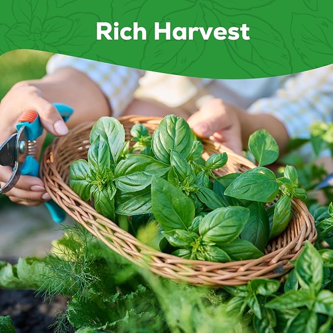 Genovese Basil Seeds for Planting - 500 Heirloom, Non-GMO Seeds - Genovese Basil Herb Seeds for Home Herb Garden, Indoor & Outdoor Herb Gardening