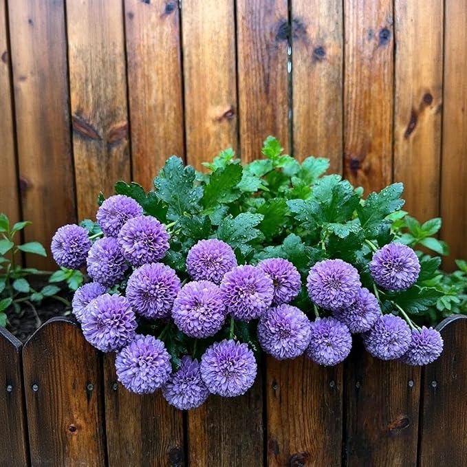 520 Pompon Chrysanthemum Flower Seeds for Planting, Mixed Ping Pong Mum Seeds, Non-GMO Heirloom Perennial Seeds for Cut Flowers and Garden Landscape