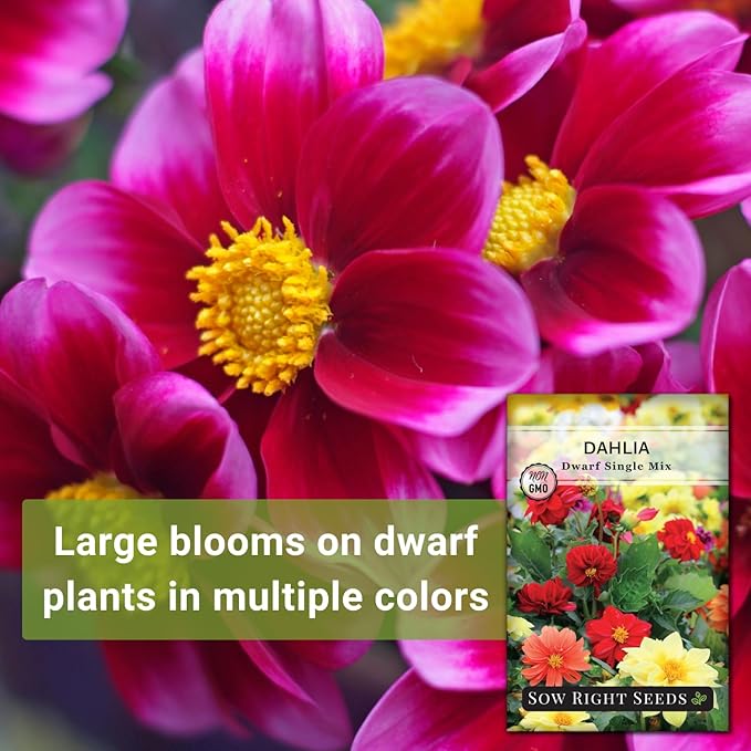 Sow Right Seeds - Dwarf Single Mix Dahlia Flower Seeds for Planting - Non-GMO Heirloom Packet - Rare Colors to Attract Pollinators - Cut and Come Again - Symmetrical Blooms Great for Bouquets (1)