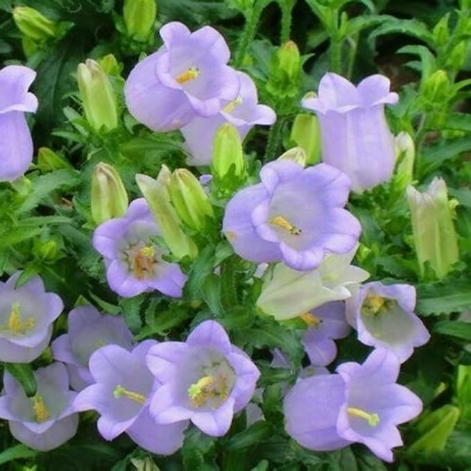 300+ Campanula Canterbury Bells Flower Seeds for Planting, Mixed Color Campanula Flower Seed, Biennial Non-GMO Beautiful Flower Seed for Small Garden Border, Home Outdoor