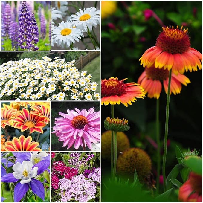 Wildflower Seeds Mixed, Perennial Flower Seeds fo Plating (2 Ounces)