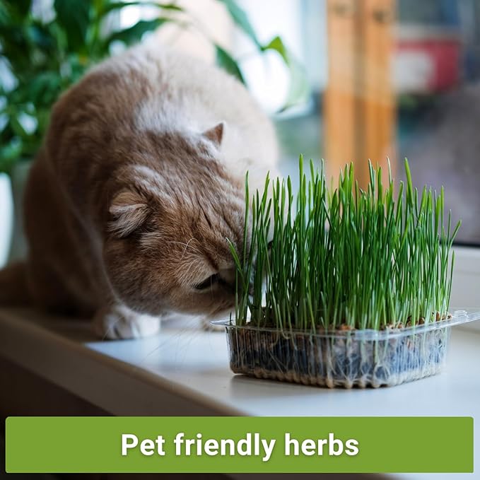 Sow Right Seeds - Catnip and Cat Grass Seed Collection for Planting Indoors or Outdoors - Includes Popular Herb Catnip and Cat Grass (100% Sweet Oat) - Non-GMO Heirloom Packet - Pet Friendly