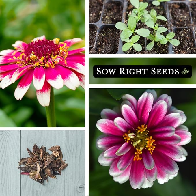 Sow Right Seeds - Zinnia Ice Queen Flower Seeds for Planting - Beautiful Flowers to Plant in Your Garden - Non-GMO Heirloom Seeds - Pink with White Tips Variety - Attract Pollinators - Cut Flower (2)