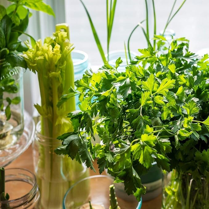 The Old Farmer's Almanac Heirloom Parsley Seeds (Dark Green Italian Flat Leaf) - Approx 1500 Seeds - Non-GMO, Open Pollinated, USA Origin