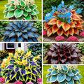 315+ Perennial Mix Color Hosta Seeds for Planting in Outdoor Garden