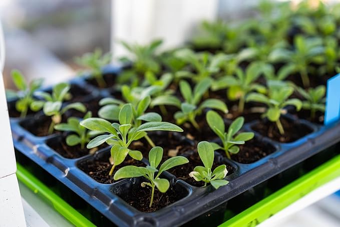 Bootstrap Farmer 1020 Trays, Green Extra Strength No Hole, 10 Pack, Seedling Tray for Growing Microgreens, Wheatgrass Seeds, Hydroponic Germination, Fodder System