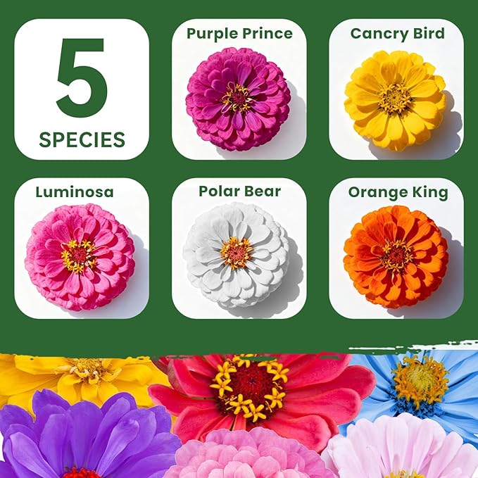 1000+ Zinnia Dahlia Seeds Flower Seeds for 2026 Planting, 0.35 Oz, 5 Varieties (Pink, Yellow, Orange, White, Purple), 10G Mixed Colors and Large Blooms, Open Pollinated - Bulk