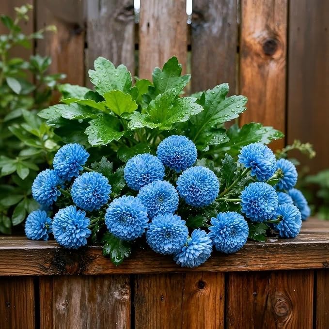 520 Pompon Chrysanthemum Flower Seeds for Planting, Mixed Ping Pong Mum Seeds, Non-GMO Heirloom Perennial Seeds for Cut Flowers and Garden Landscape