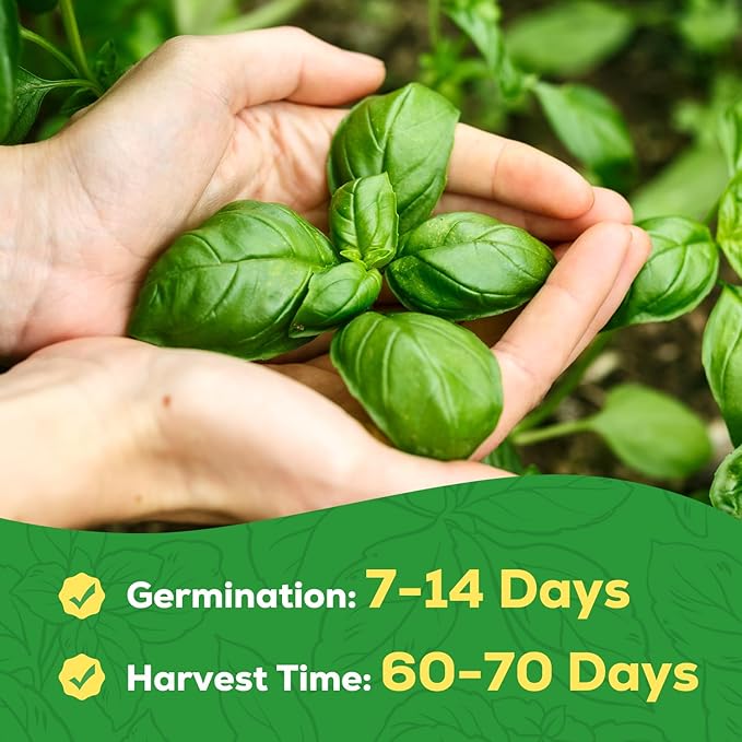 Genovese Basil Seeds for Planting - 500 Heirloom, Non-GMO Seeds - Genovese Basil Herb Seeds for Home Herb Garden, Indoor & Outdoor Herb Gardening