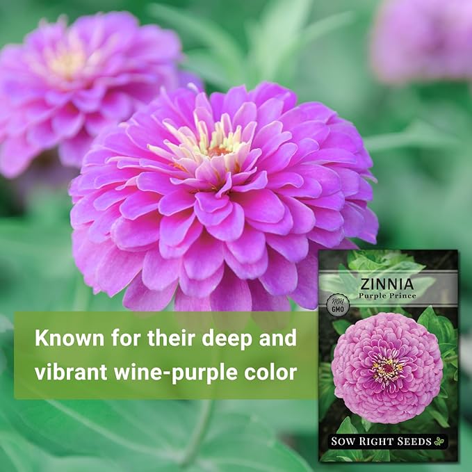 Sow Right Seeds - Purple Prince Zinnia Flower Seeds for Planting - Non-GMO Heirloom Seed - Heat & Drought Resistant - Huge Purple Blossoms - Beautiful to Plant in Your Garden - Cut and Come Again (1)