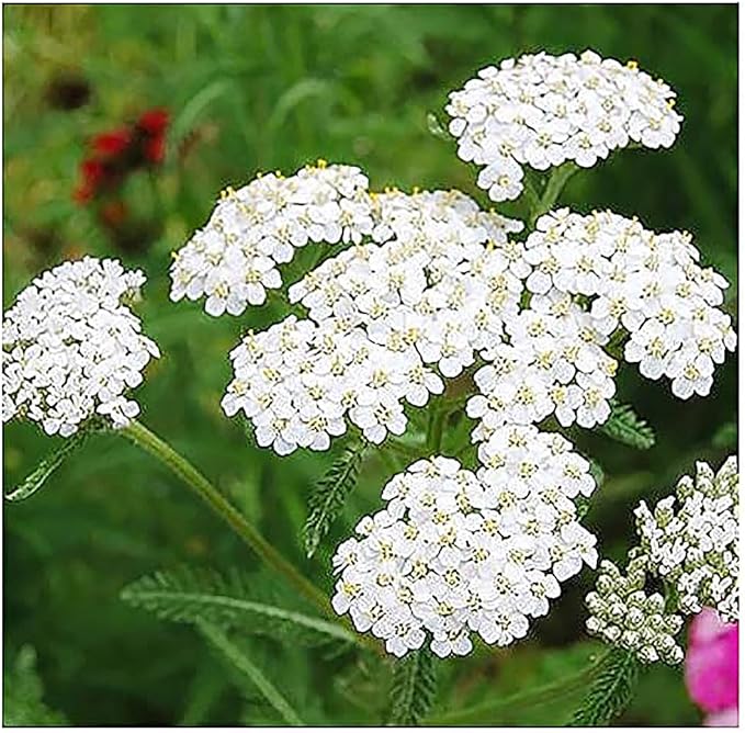 Low Rainfall, Dry Area Wildflower Seed Mix - 13 Varieties of Annuals and Perennials