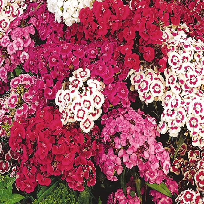 5000+ Sweet William Seeds Perennial for Planting-Dianthus Seeds Sweetness Flower Non-GMO Heirloom for Outdoor Garden Hardy to USDA Zones 3-9