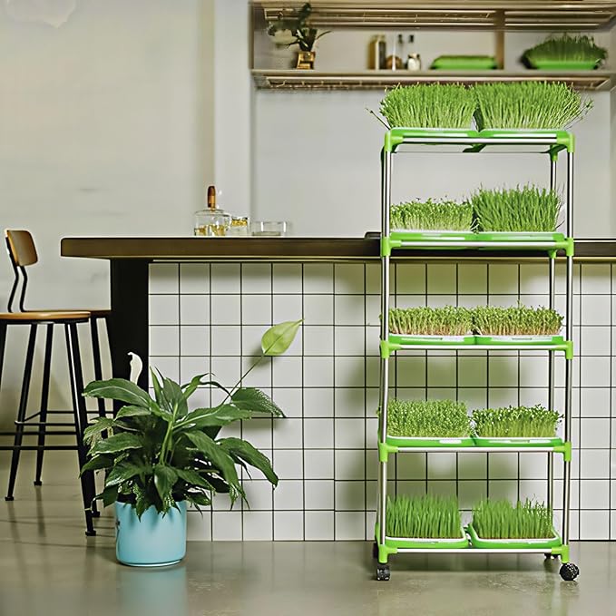 Pack of 6 Microgreens Growing Kit, Microgreen Trays for Seed Sprouter, Sprouting Tray with Lid for Growing Fresh Sprouts, Wheat-Grass, Alfalfa Seed Germination (Microgreens Growing Kit)