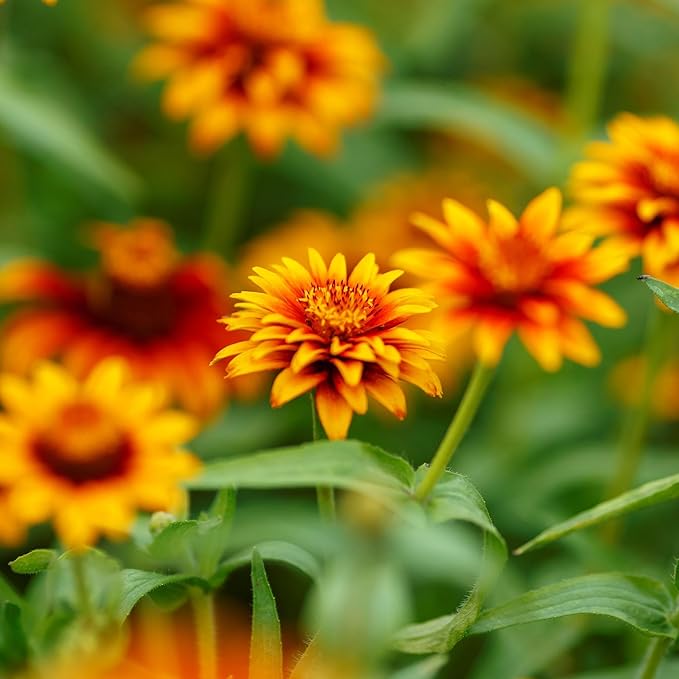 Eden Brothers Zinnia Seeds - Old Mexico, Non-GMO Seeds for Planting, Packet | Low-Maintenance Flower Seeds, Plant During Spring, Zones 3, 4, 5, 6, 7, 8, 9, 10