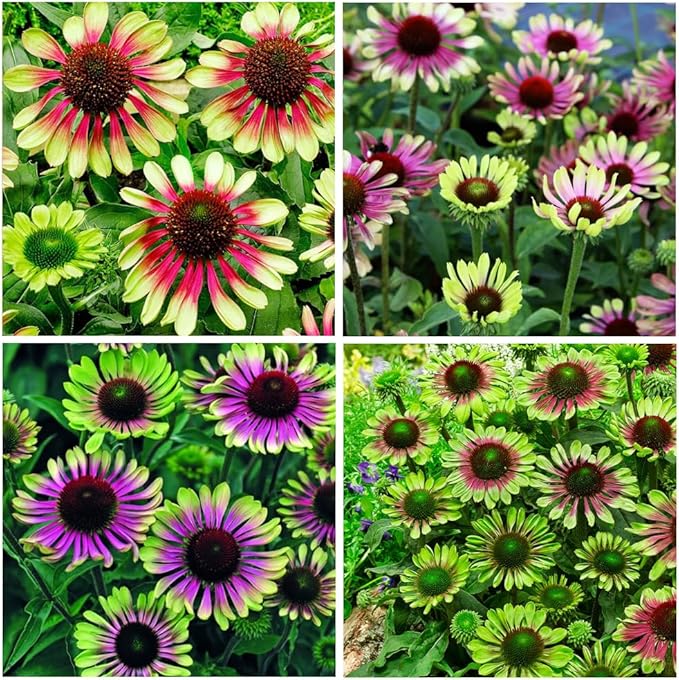 100+ Green Twister Coneflower Flower Seeds for Planting Outdoor-Rare Echinacea Purpurea 'Green Twister' Flower Plant Seeds for Garden Home Deer Resistant Non-GMO