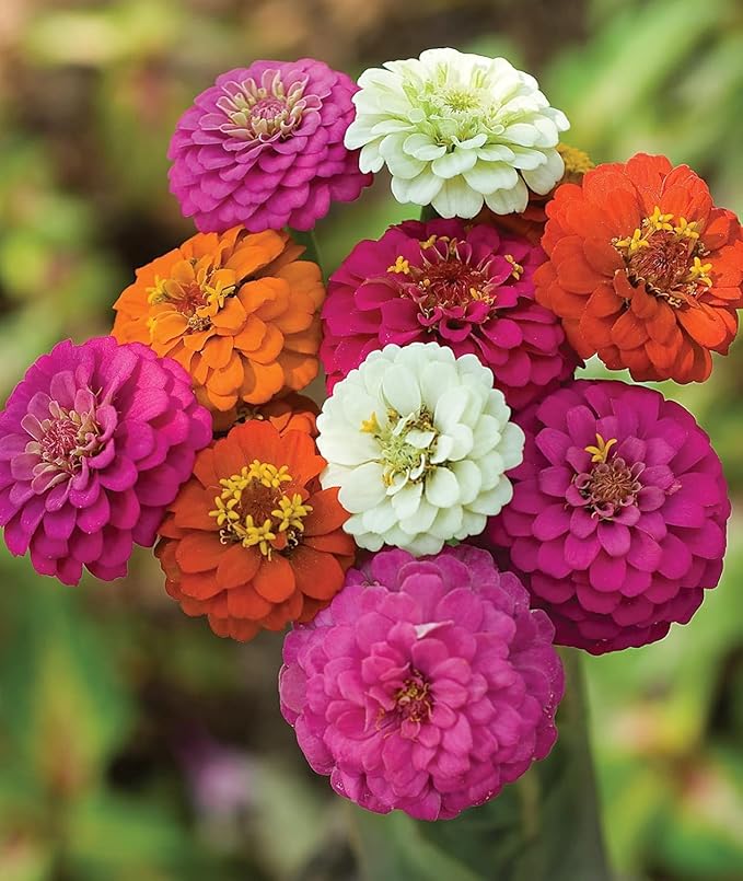 2500+ Zinnia Dahlia Seeds Flower Seeds for 2026 Planting, 0.7 Oz, 5 Varieties (Pink, Yellow, Orange, White, Purple), 20G Mixed Colors and Large Blooms, Open Pollinated - Bulk