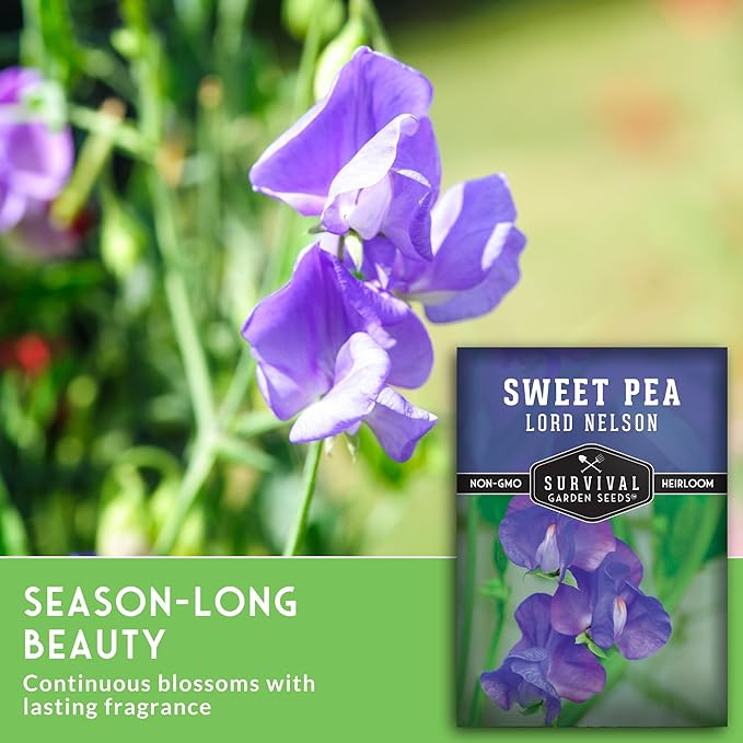 Blue Sweet Pea Seeds for Planting – Lord Nelson Heirloom Variety with Fragrant, Deep Blue Flowers on Tall Climbing Vines for Outdoor Gardens – Survival Garden Seeds (1 Pack)