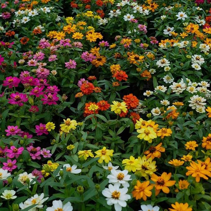 Eden Brothers Zinnia Seeds - Profusion Mix, Non-GMO Seeds for Planting, Packet | Low-Maintenance Flower Seeds, Plant During Spring, Zones 3, 4, 5, 6, 7, 8, 9, 10