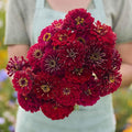 Eden Brothers Zinnia Seeds - Meteor, Non-GMO Seeds for Planting, Packet | Low-Maintenance Flower Seeds, Plant During Spring, Zones 3, 4, 5, 6, 7, 8, 9, 10