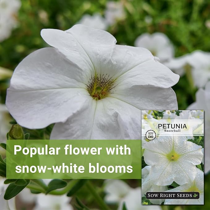 Sow Right Seeds - Snowball Petunia Seeds for Planting Outdoors - Non-GMO Heirloom Variety - Dwarf Flower - Easy to Grow White Petunias - Ideal for Flower Beds, Garden Borders, Containers (3)