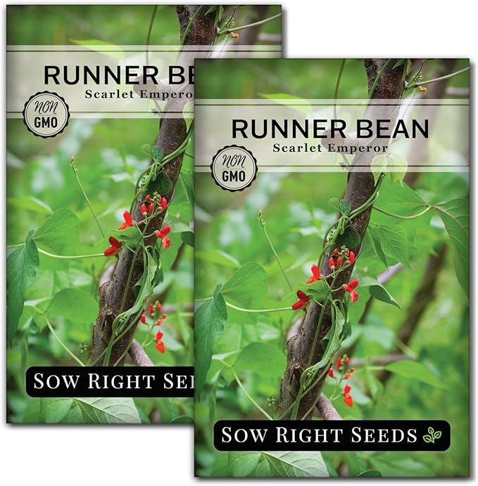Sow Right Seeds - Scarlet Emperor Runner Bean Seeds for Planting - Non-GMO Heirloom Packet with Instructions to Plant & Grow an Outdoor Home Vegetable Garden - Tall and Fast Growing Vining (2)