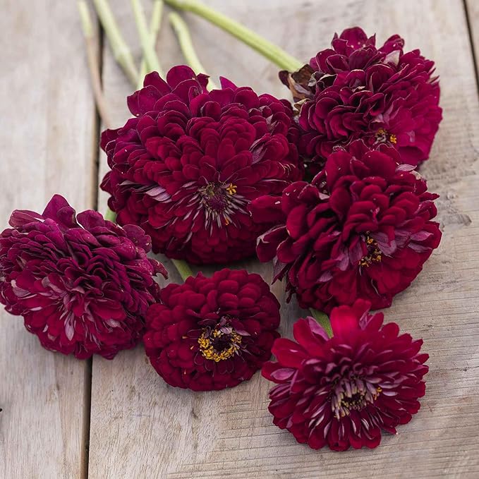 Eden Brothers Zinnia Benary Giant Wine - Packet, Non-GMO Seeds for Planting, Packet | Low-Maintenance Flower Seeds, Plant During Spring, Zones 2, 3, 4, 5, 6, 7, 8, 9, 10