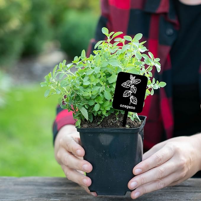 Whaline 24Pcs Acrylic Plant Label Signs 12 Styles Garden Herb Markers Plant Stake Tags Black Waterproof Tags with Herb Names for Nursery Indoor Outdoor Garden Decoration