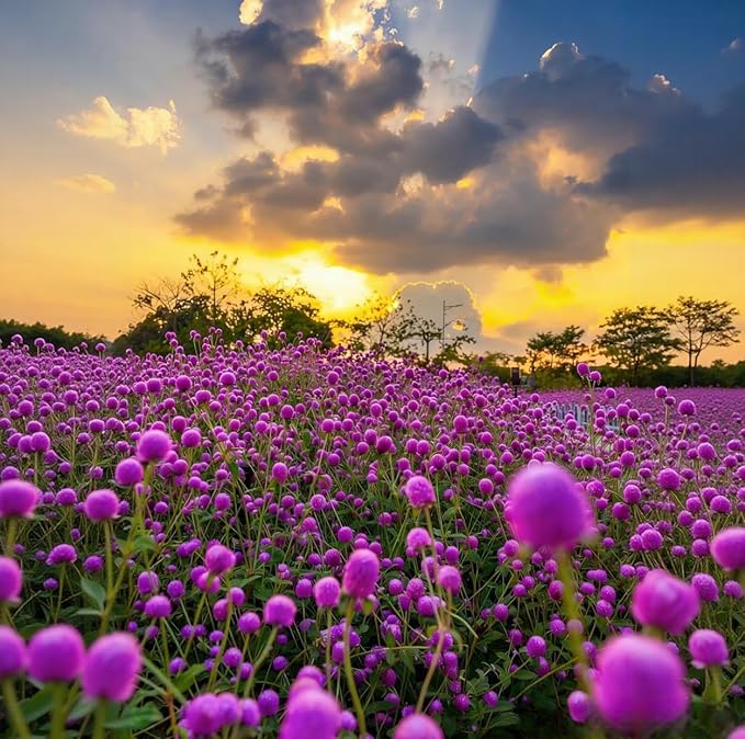 Mixed Globe Amaranth Seeds - 300 Pcs Annual, Heat & Drought Tolerant, Pollinator Friendly | Vibrant Pom Pom Blooms for Beds, Borders, Cut Flowers & Dried Arrangements, Non-GMO Heirloom