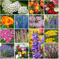 Grow Your Own Vibrant Annual and Perennial Wildflower Garden Seed Mixture, Varieties for Pollinators and Spring Gardens - Deer Resistant Mix, 25 lbs