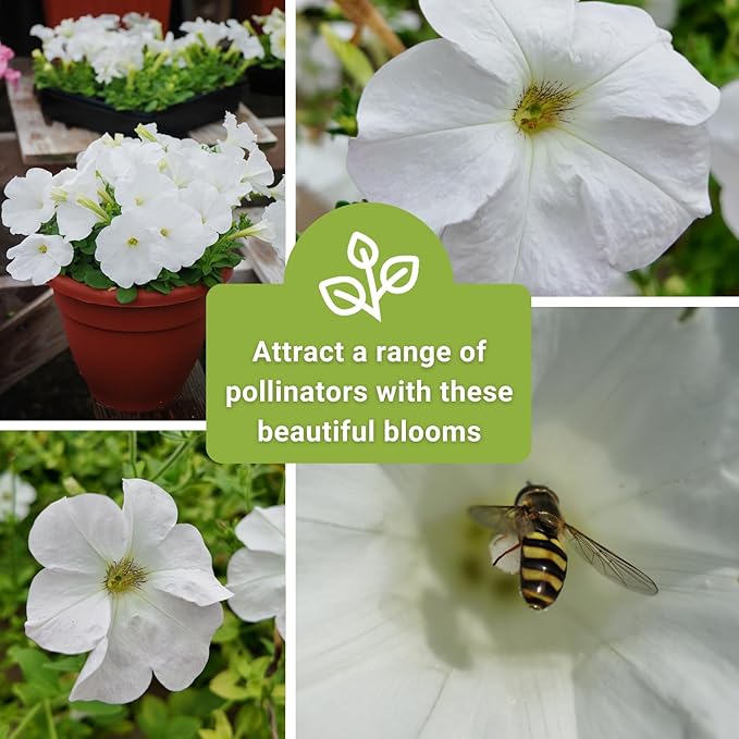 Sow Right Seeds - Snowball Petunia Seeds for Planting Outdoors - Non-GMO Heirloom Variety - Dwarf Flower - Easy to Grow White Petunias - Ideal for Flower Beds, Garden Borders, Containers (2)