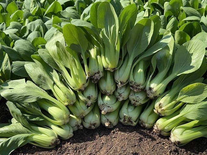 3000+ Organic Bok Choy Seeds – Cải Thìa – Pak Choi – Chinese Cabbage– Non-GMO, Heirloom, Made in USA - 99% Germination Rate, Vegetable for Yard & Garden Planting
