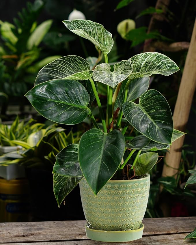 Plant Pots, Flower Pots, Planters for Indoor Plants(6.5+5.5inch), Flower Pots for Indoor Plant with Drainage Hole and Saucer, Ceramic Pots for Plants with Hole Mesh Pad,Sage Green