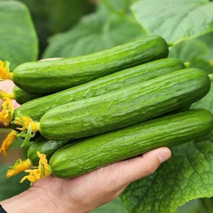 Organic Cucumber Seeds for Planting, 100pcs Cucumber Vegetable Fruits Seeds, Non-GMO Heirloom Vegetables Plants Home Fresh Food Garden for Outdoors Indoors